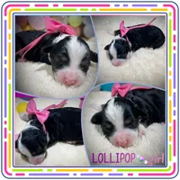 Lollipop, a female Miniature Aussiedoodle for sale in Houston, TX – 1 of 1