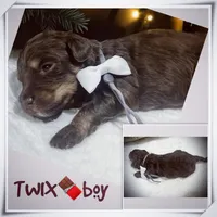 Twix, a male Miniature Aussiedoodle for sale in Houston, TX – Photo 6 of 8