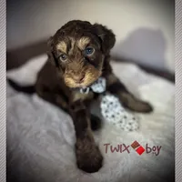 Twix, a male Miniature Aussiedoodle for sale in Houston, TX – Photo 1 of 8