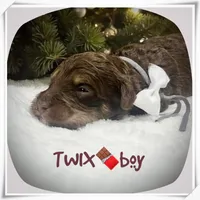 Twix, a male Miniature Aussiedoodle for sale in Houston, TX – Photo 5 of 8