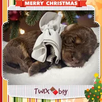 Twix, a male Miniature Aussiedoodle for sale in Houston, TX – Photo 4 of 8