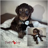 Twix, a male Miniature Aussiedoodle for sale in Houston, TX – Photo 2 of 8