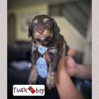 Twix, a male Miniature Aussiedoodle for sale in Houston, TX – Photo 3 of 8