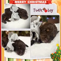 Twix, a male Miniature Aussiedoodle for sale in Houston, TX – Photo 7 of 8