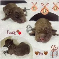Twix, a male Miniature Aussiedoodle for sale in Houston, TX – Photo 8 of 8