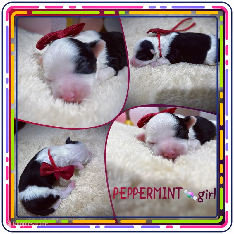 Peppermint – Miniature Aussiedoodle puppy for sale in Houston, TX