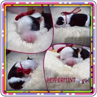 Peppermint, a female Miniature Aussiedoodle for sale in Houston, TX – 1 of 1