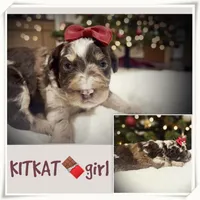 Kitkat, a female Miniature Aussiedoodle for sale in Houston, TX – Photo 2 of 5