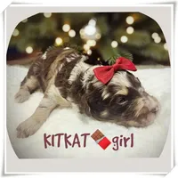 Kitkat, a female Miniature Aussiedoodle for sale in Houston, TX – Photo 1 of 5