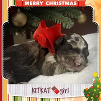 Kitkat, a female Miniature Aussiedoodle for sale in Houston, TX – Photo 3 of 5