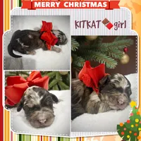 Kitkat, a female Miniature Aussiedoodle for sale in Houston, TX – Photo 4 of 5