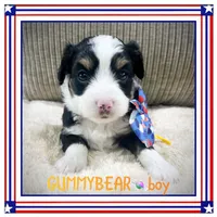 Gummybear, a male Miniature Aussiedoodle for sale in Houston, TX – 2 of 4