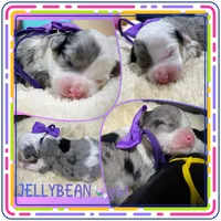 Jellybean, a female Miniature Aussiedoodle for sale in Houston, TX – 1 of 1