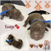 Fudge, a male Miniature Aussiedoodle for sale in Houston, TX – Photo 5 of 5
