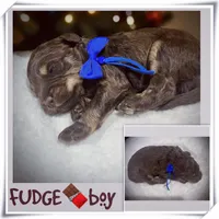 Fudge, a male Miniature Aussiedoodle for sale in Houston, TX – Photo 2 of 5