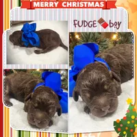 Fudge, a male Miniature Aussiedoodle for sale in Houston, TX – Photo 4 of 5