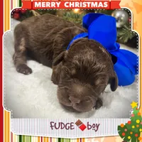 Fudge, a male Miniature Aussiedoodle for sale in Houston, TX – Photo 3 of 5