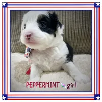 Peppermint, a female Miniature Aussiedoodle for sale in Houston, TX – 2 of 4
