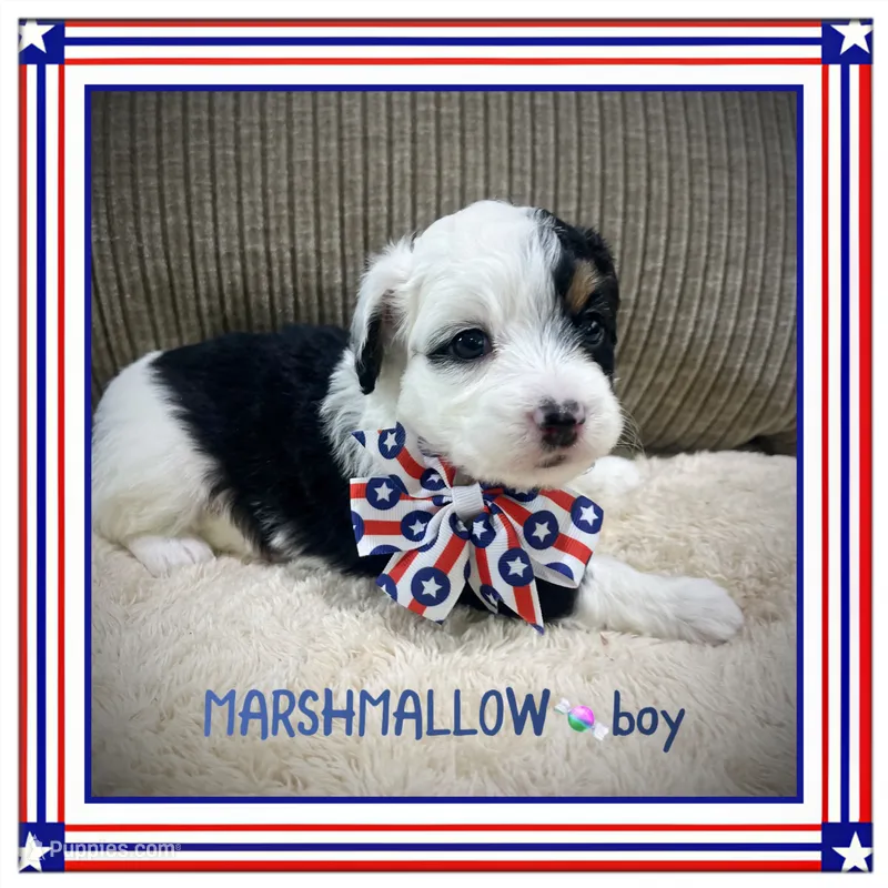 Marshmallow – Aussiedoodle puppy for sale in Houston, TX