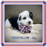 Marshmallow, a male Aussiedoodle for sale in Houston, TX – 1 of 4