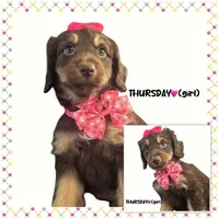 Thursday, a female Miniature Aussiedoodle for sale in Houston, TX – Photo 3 of 7