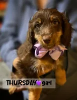 Thursday, a female Miniature Aussiedoodle for sale in Houston, TX – Photo 1 of 7