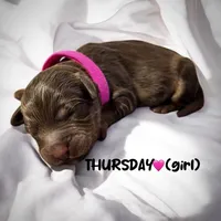 Thursday, a female Miniature Aussiedoodle for sale in Houston, TX – Photo 4 of 7