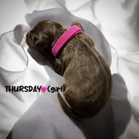 Thursday, a female Miniature Aussiedoodle for sale in Houston, TX – Photo 5 of 7