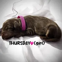 Thursday, a female Miniature Aussiedoodle for sale in Houston, TX – Photo 2 of 7