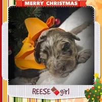 Reese, a female Miniature Aussiedoodle for sale in Houston, TX – Photo 1 of 3
