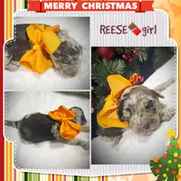Reese, a female Miniature Aussiedoodle for sale in Houston, TX – Photo 2 of 3