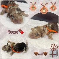 Reese, a female Miniature Aussiedoodle for sale in Houston, TX – Photo 3 of 3
