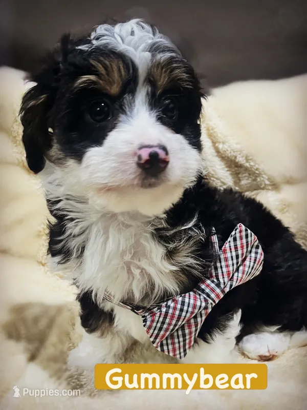 Gummybear – Miniature Aussiedoodle puppy for sale in Houston, TX