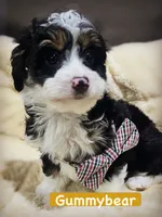 Gummybear, a male Miniature Aussiedoodle for sale in Houston, TX – 1 of 5