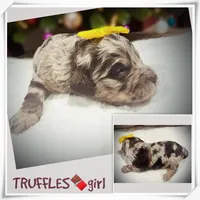 Truffles, a female Miniature Aussiedoodle for sale in Houston, TX – Photo 2 of 5