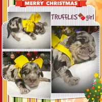 Truffles, a female Miniature Aussiedoodle for sale in Houston, TX – Photo 4 of 5