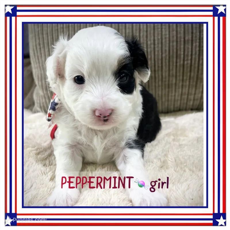 Peppermint – Miniature Aussiedoodle puppy for sale in Houston, TX