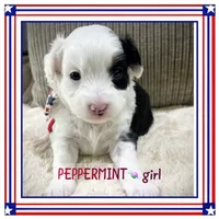 Peppermint, a female Miniature Aussiedoodle for sale in Houston, TX – 1 of 4