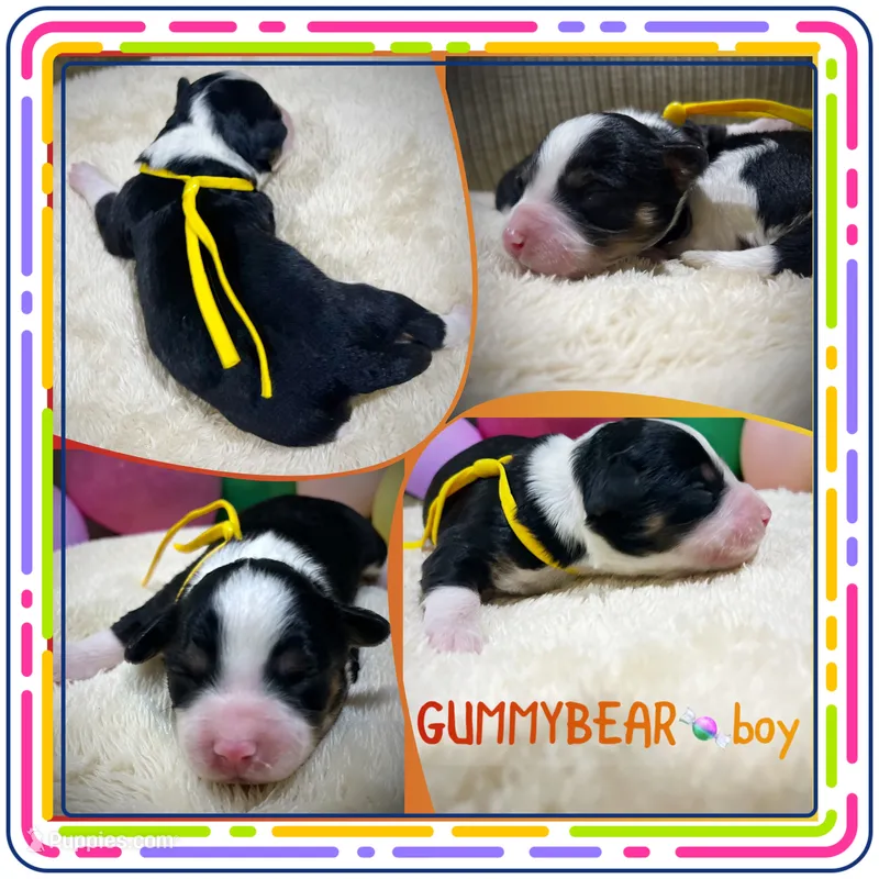 Gummybear – Miniature Aussiedoodle puppy for sale in Houston, TX