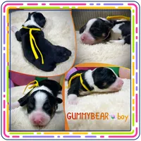 Gummybear, a male Miniature Aussiedoodle for sale in Houston, TX – 1 of 1