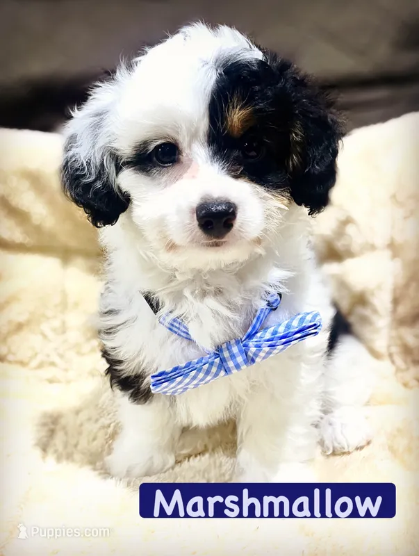 Marshmallow – Aussiedoodle puppy for sale in Houston, TX