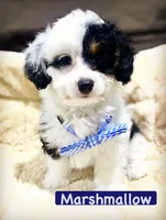 Marshmallow, a male Aussiedoodle for sale in Houston, TX – 1 of 5