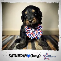 Saturday, a male Miniature Aussiedoodle for sale in Houston, TX – Photo 5 of 10