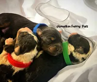 Saturday, a male Miniature Aussiedoodle for sale in Houston, TX – Photo 7 of 10