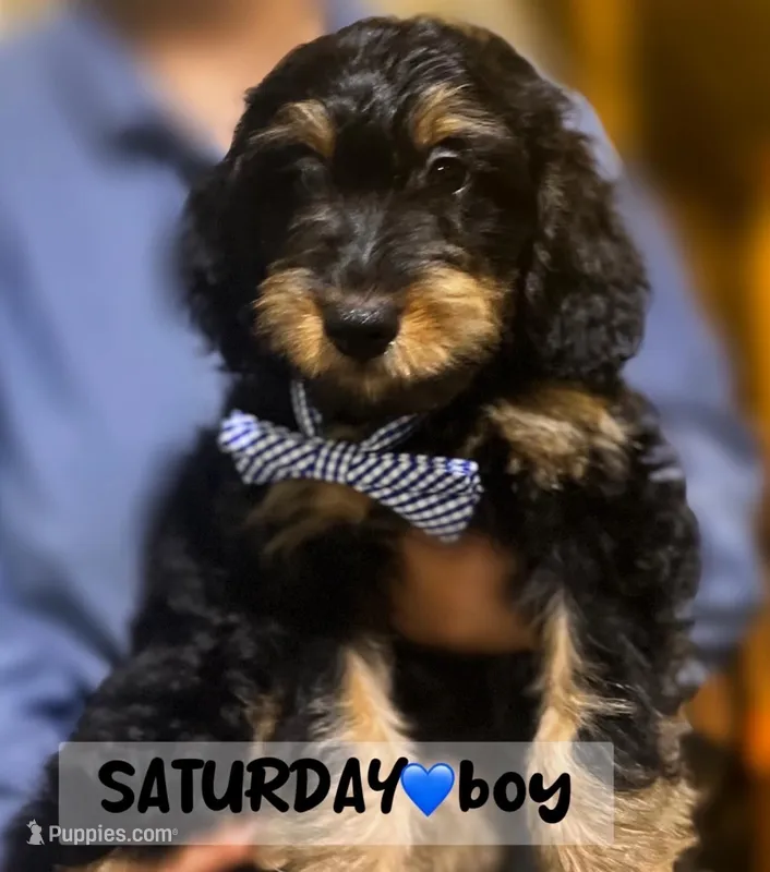 Saturday, a male Miniature Aussiedoodle for sale in Houston, TX – Photo 1 of 10