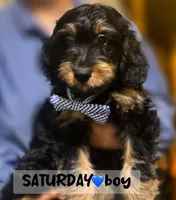 Saturday, a male Miniature Aussiedoodle for sale in Houston, TX – Photo 1 of 10