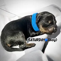 Saturday, a male Miniature Aussiedoodle for sale in Houston, TX – Photo 2 of 10