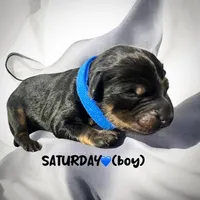 Saturday, a male Miniature Aussiedoodle for sale in Houston, TX – Photo 8 of 10