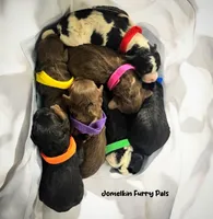 Saturday, a male Miniature Aussiedoodle for sale in Houston, TX – Photo 10 of 10