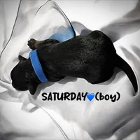 Saturday, a male Miniature Aussiedoodle for sale in Houston, TX – Photo 9 of 10